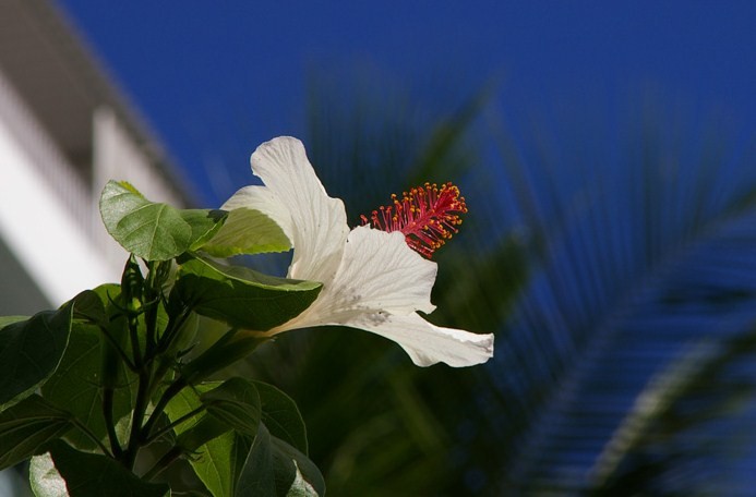 Hawaiian White Hibiscus　Kokio Ked Ked